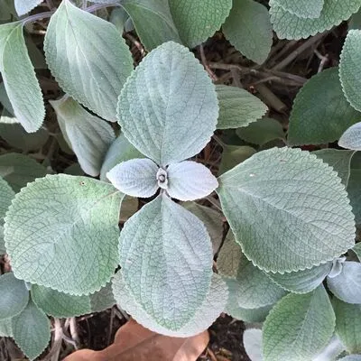 The Huntington Library, San Marino, CA